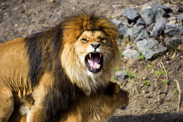 Beautiful Mighty Lion