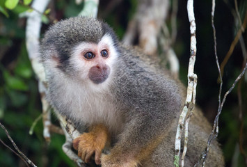 Squirrel monkey portrait taken from under a tree in Coca, Ecuador
