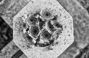 Decorated cemetery stone
