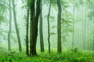 Fototapeta premium Foggy Forest of Beech Trees in Spring