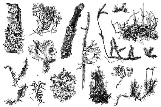 Hand drawn mosses and lichens