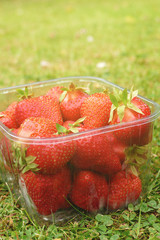 Organic strawberries in box in garden, vertical orientation