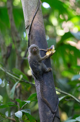 Pygmy marmoset taken in the amazonian jungle