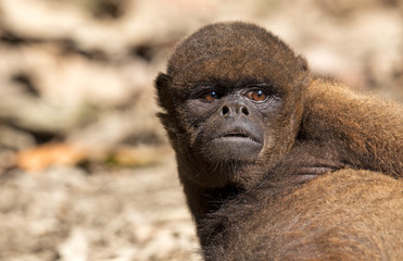 Red Howler monkey taken in the rainforest, Ecuador