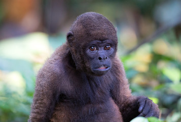 Red Howler monkey taken in the rainforest, Ecuador