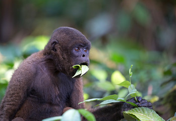Red Howler monkey taken in the rainforest, Ecuador © gdvcom
