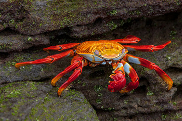 Sally Lightfoot crab on Galapagos Islands red