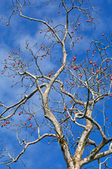 Nature details taken in the Amazonian rainforest