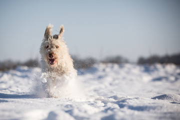Hund im Schnee