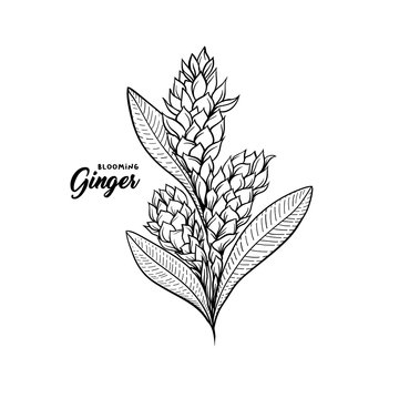 Gingerflower blossoming plant spice. Botanical vector illustration for posters or banner design