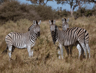 A small  dazzle of zebras look at the photographer in Botswana