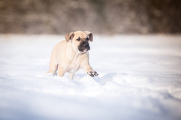 Hundewelpe im Schnee