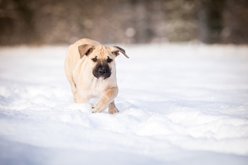 Hundewelpe im Schnee