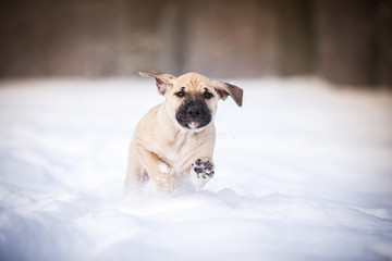 Hundewelpe im Schnee