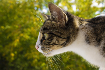 Portrait of a cat named Mila, close-up, on a beautiful background.