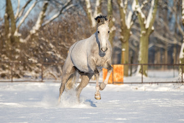 Ponys im Schnee