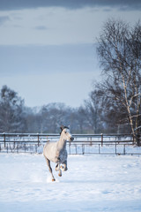 Ponys im Schnee