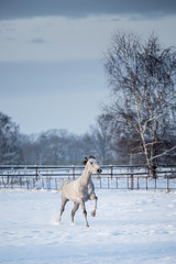 Ponys im Schnee