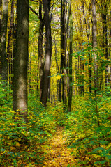 Golden autumnal forest with sunbeams