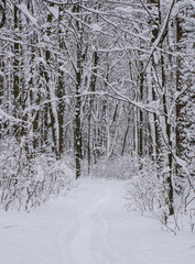 Winter snow-covered trees background