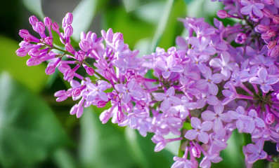 Fototapeta premium Lilac blossoming branches, Selective focus