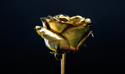 luxury and success. metallized decoration. antique concept. natural beauty. Gold rose. wealth and...