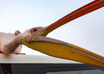 A Great White Pelican stis on the roof of a boat and opens his mouth for food in Namibia