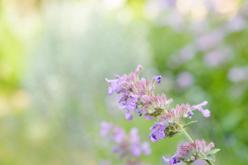 Flowers of Nepeta (лат. Nepeta cataria) in natural background