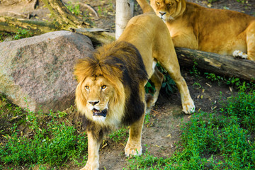 Beautiful Mighty Lion