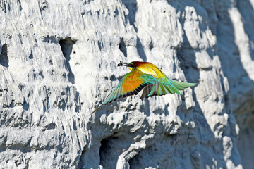  fliegender Bienenfresser (Merops apiaster) mit Beute im Schnabel - European bee-eater