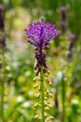 Muscari comosum in spring garden. Growing bulbs in the garden. Purple flowers. Rare plants in the garden.
