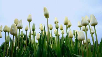 Obraz na płótnie Canvas Tulipes en contre plongée