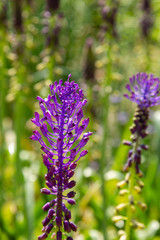Muscari comosum in spring garden. Growing bulbs in the garden. Purple flowers. Rare plants in the garden.