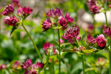 Flowers of Astrantia major - great masterwort in garden.