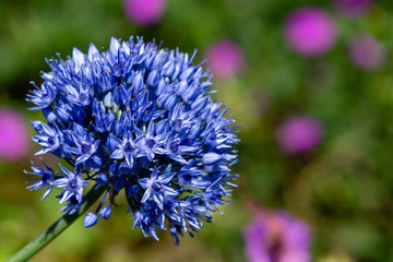 Blue Allium caeruleum (Blue globe onion) in spring garden. Growing bulbs in the garden.