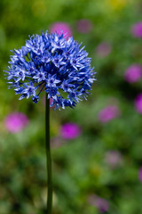 Blue Allium caeruleum (Blue globe onion) in spring garden. Growing bulbs in the garden.