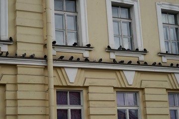 Fototapeta na wymiar Tauben an einer Hausfassade in Sankt Petersburg