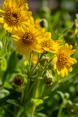 Arnica foliosa in garden. Yellow flowers Arnica foliosa. Medicinal plants in the garden.