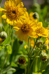 Arnica foliosa in garden. Yellow flowers Arnica foliosa. Medicinal plants in the garden.