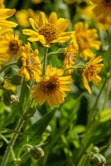 Arnica foliosa in garden. Yellow flowers Arnica foliosa. Medicinal plants in the garden.