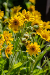 Arnica foliosa in garden. Yellow flowers Arnica foliosa. Medicinal plants in the garden.