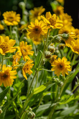 Arnica foliosa in garden. Yellow flowers Arnica foliosa. Medicinal plants in the garden.