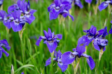 Group of blooming Siberian irises (iris sibirica) in the garden