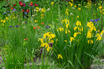 Group of blooming Siberian irises (iris sibirica) in the garden