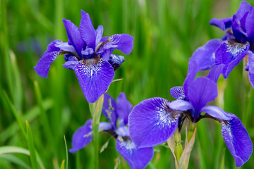 Group of blooming Siberian irises (iris sibirica) in the garden