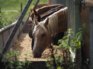 Young colts in feeding stalls