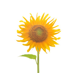 Fototapeta premium Single colorful yellow sunflowers blooming with green stem and leaf patterns isolated on white background ,clipping path