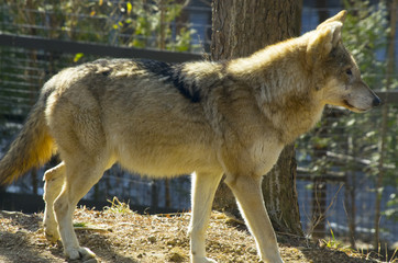 wolf in the zoo