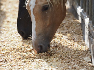 Horses eating grain