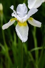White flower of Iris sibirica (sort Snow Crest) in garden.Siberian iris or Siberian flag in natural background.